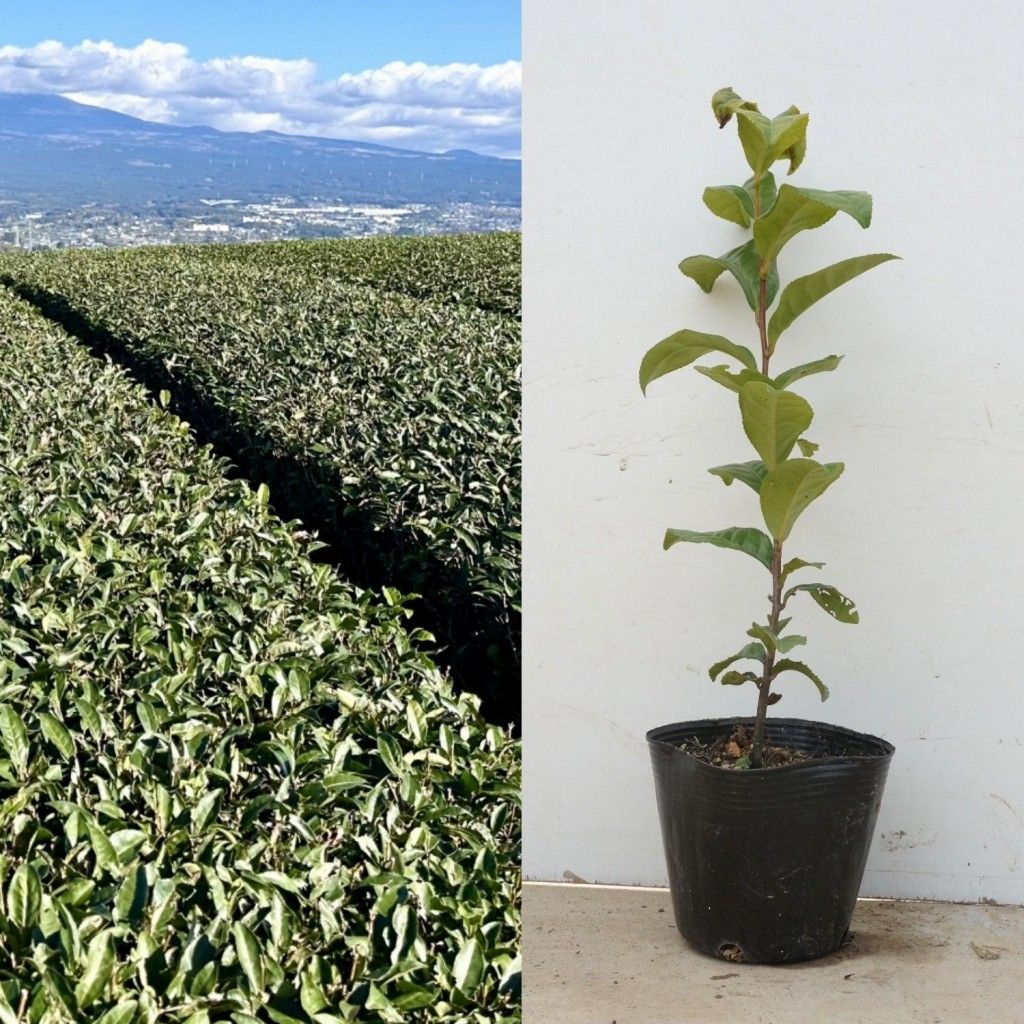 ドナディニ「強い風」 新品額装 完全受注国内生産のD2Cアパレルブランド『ADDIXY（アディクシー