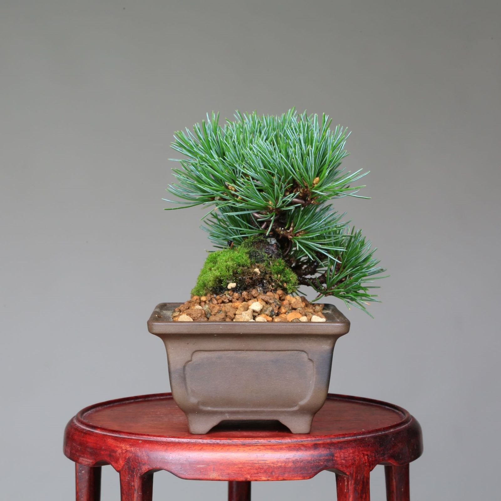 那須五葉松 小品盆栽 五葉松 盆栽 那須五葉松 小品盆栽 五葉松 盆栽
