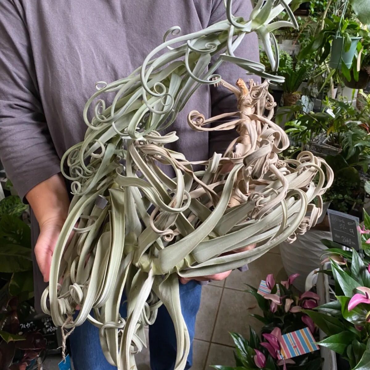 特大 ドゥラティ デュラティ チランジア エアプランツ レア品種 - 植物 