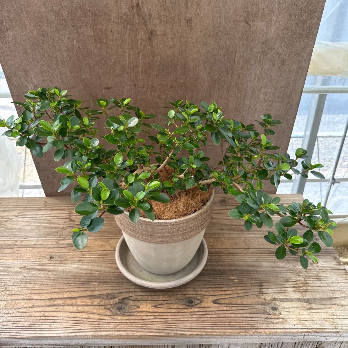 完売　　天然野生の可愛い【柊さんと樅の木さんセット】柊＊樅の木＊クリスマスツリー 完売 天然野生の可愛い【柊さんと樅の木さんセット】柊＊樅の木