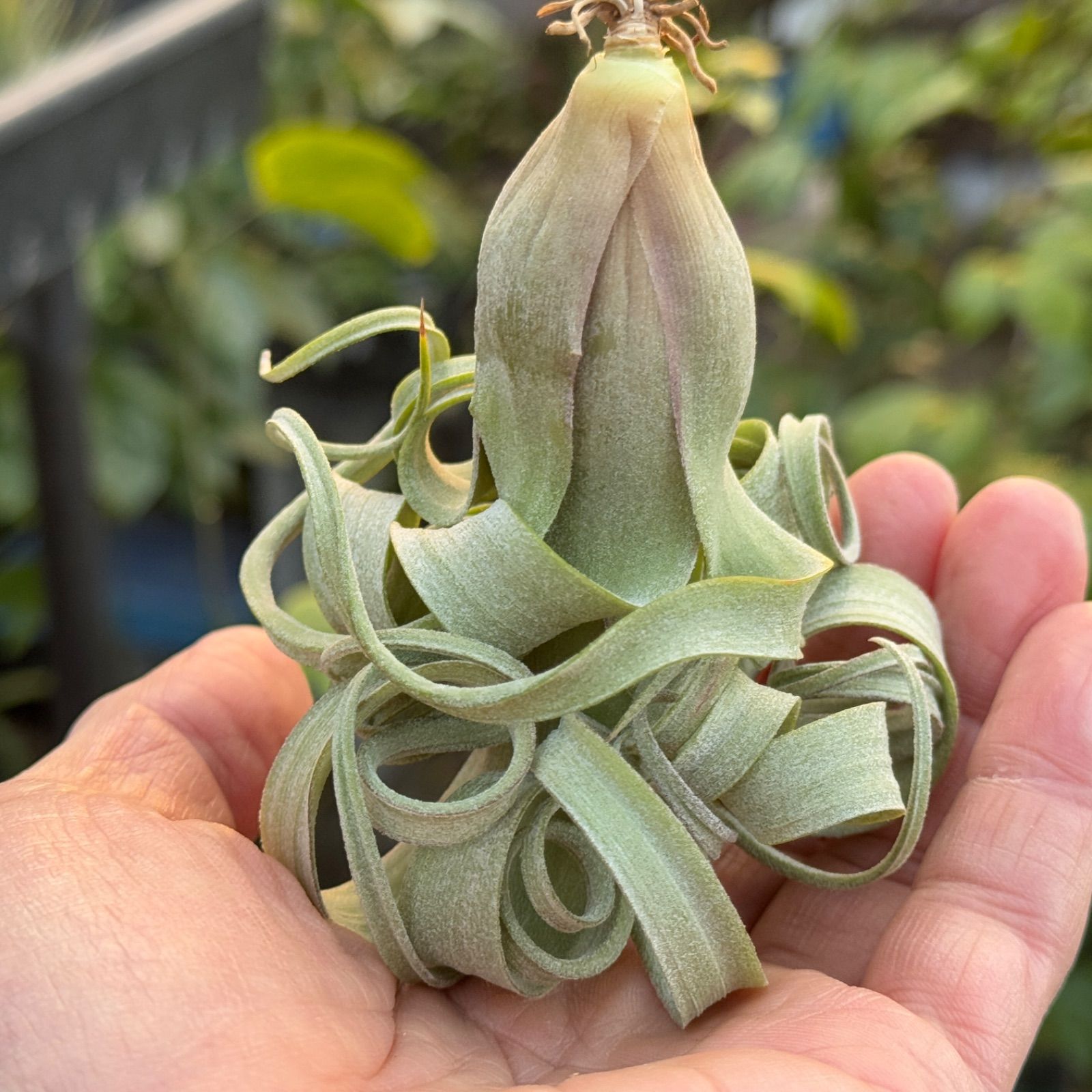美品 Tillandsia CURLY SLIM カーリースリム 花芽 美品 Tillandsia CURLY SLIM カーリースリム 花芽