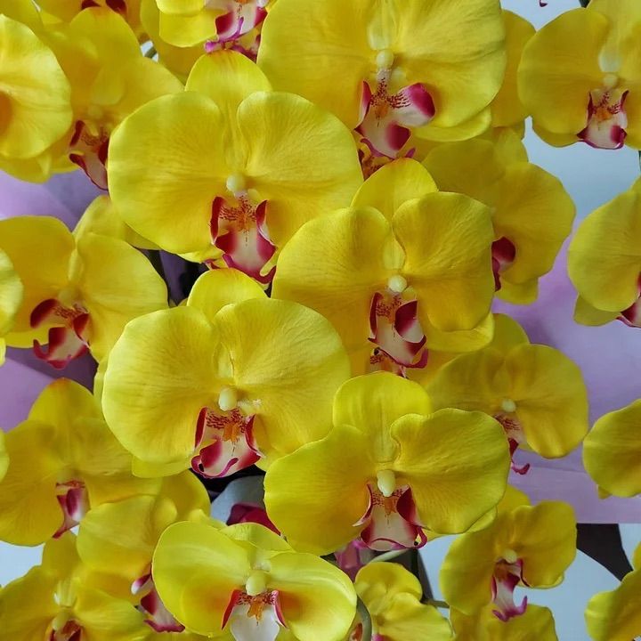 【買い半額】胡蝶蘭DXL/5F【黄】造花　約高８０・幅50　光触媒コーティング 観葉植物
