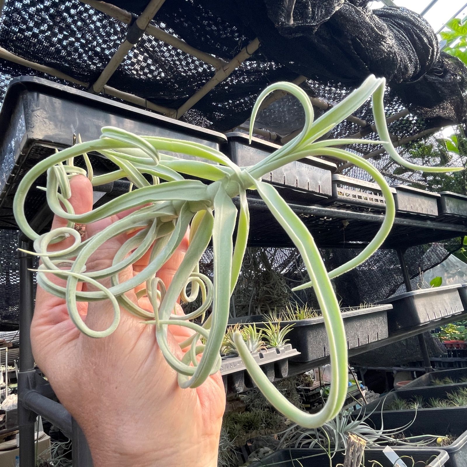 Tillandsia duratii チランジア ドゥラティ　エアープランツ Amazon｜観葉植物：チランジア エアープランツ ドラティ 現品