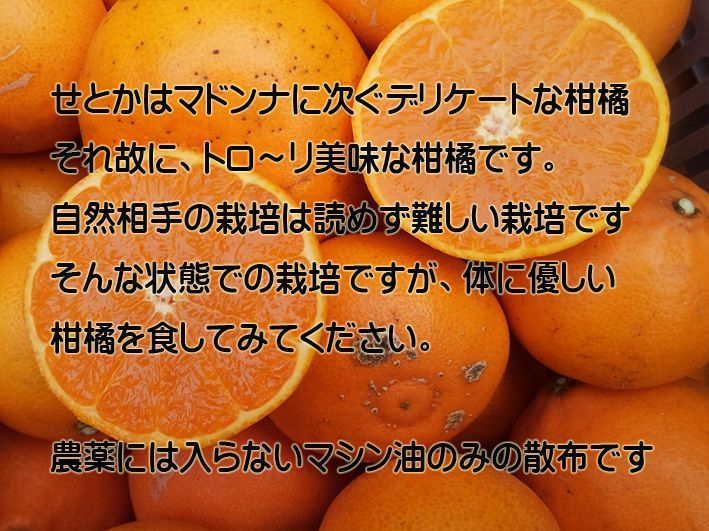 せとかM・L3Kg】超減農薬ハウス栽培・とろ～り！触感が最高 - メルカリ