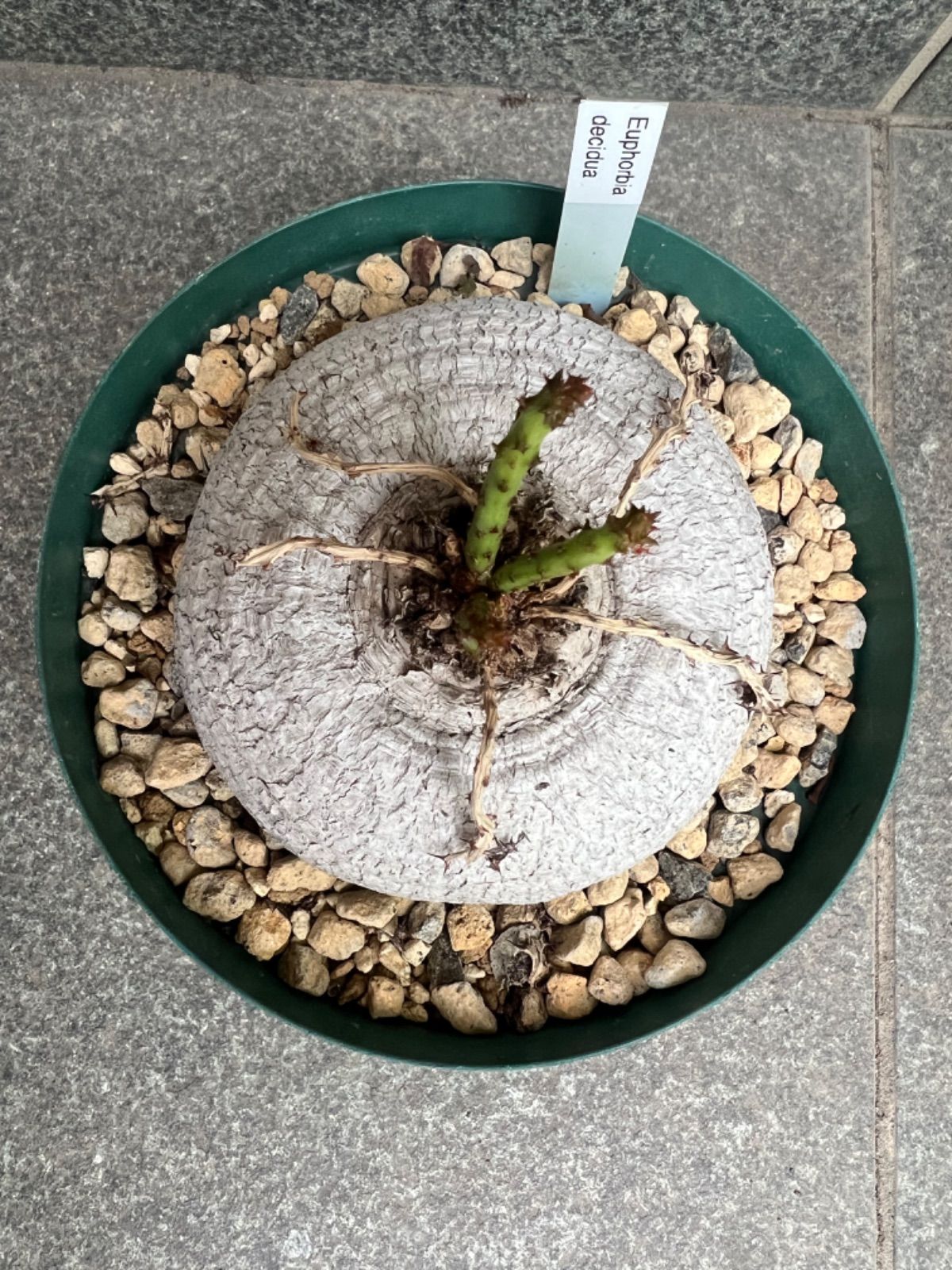 ユーフォルビア デシドゥア 現地球 T067 珍奇塊根種 ユーフォルビア