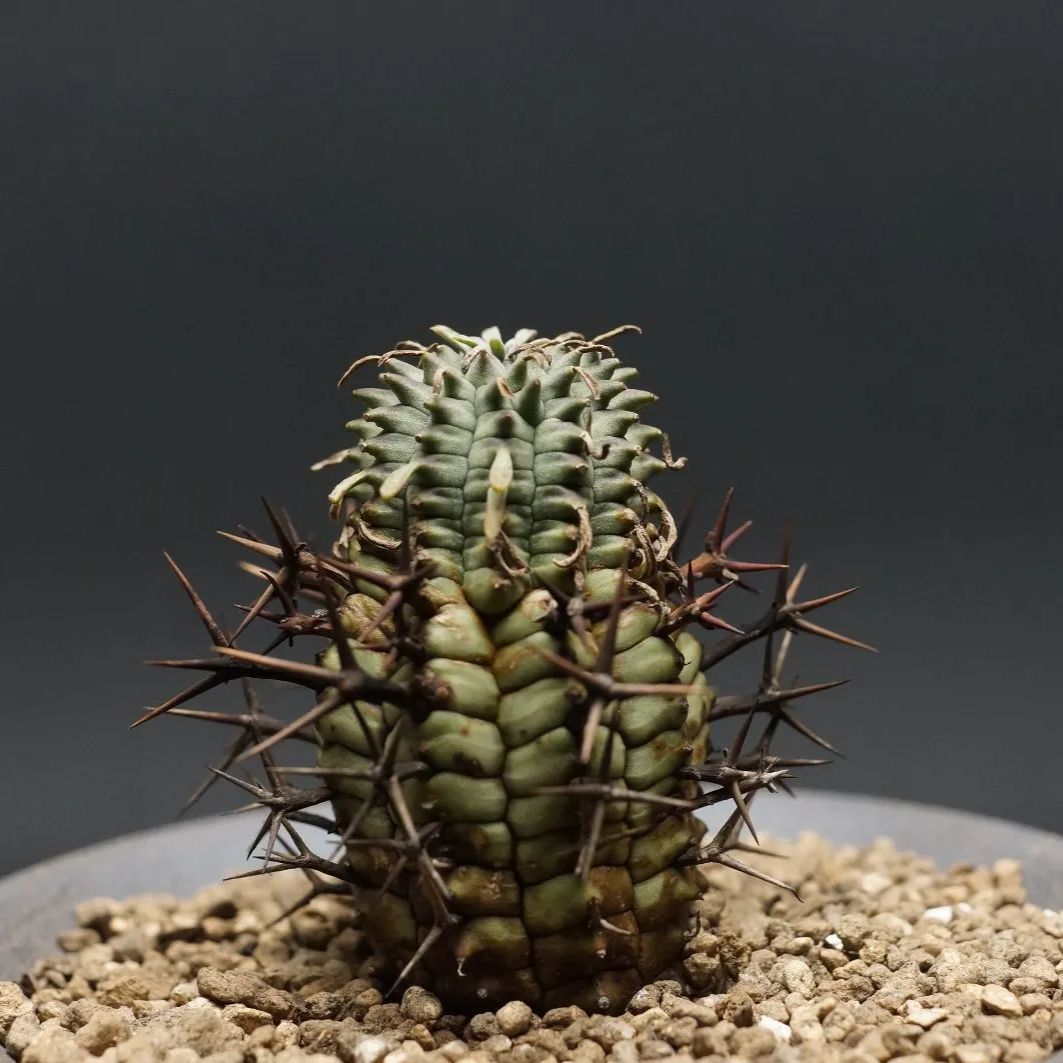 コレクション株 胴太タイプ 群星冠 群生 ユーフォルビア ステリスピナ