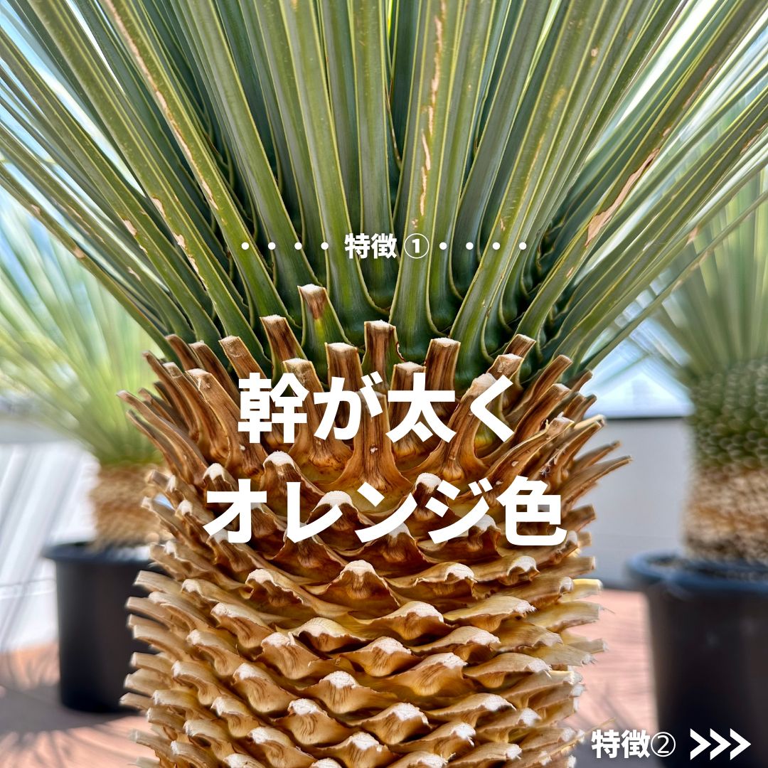 現品/発根済】ユッカ ロストラータ『ブルーサンダー』 