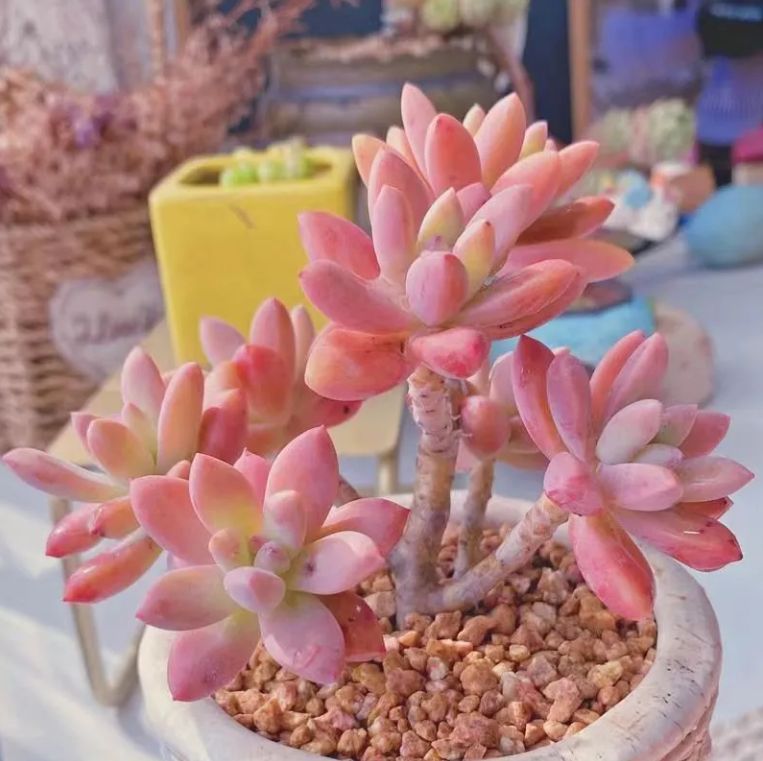 20株の抜き苗セット】 多肉植物 佐川急便発送 エケベリア 韓国苗