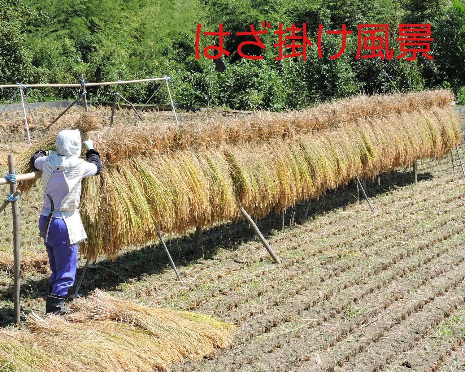 はざ掛け米 玄米10Kg