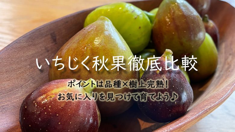【高糖度で丸ごと食べられる】キング 大苗 3年生 無農薬 有機栽培 いちじく