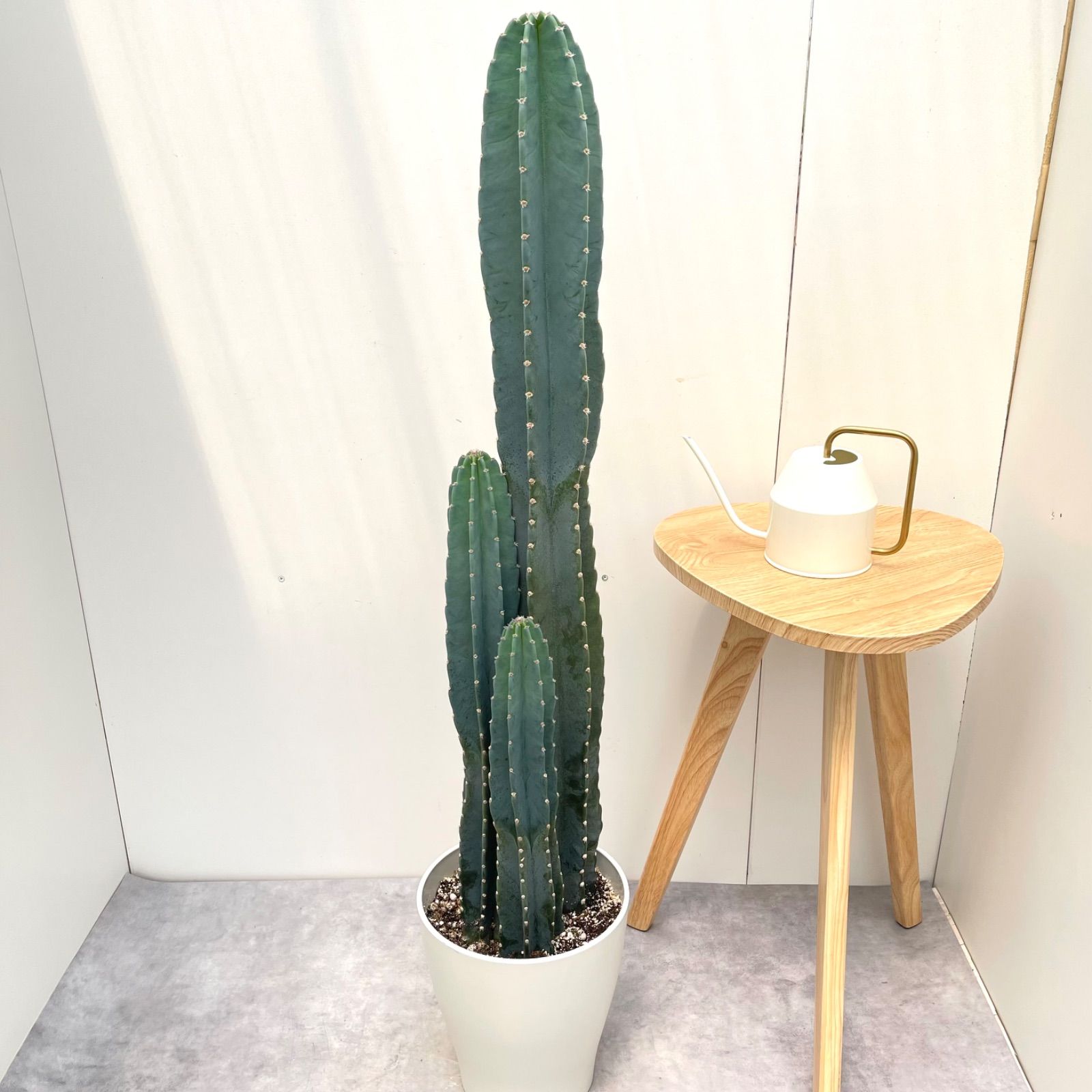 柱サボテン 3本立て 1【現品】観葉植物 ドライガーデン 大型 柱サボテン 3本立て 1【現品】観葉植物 ドライガーデン 大型