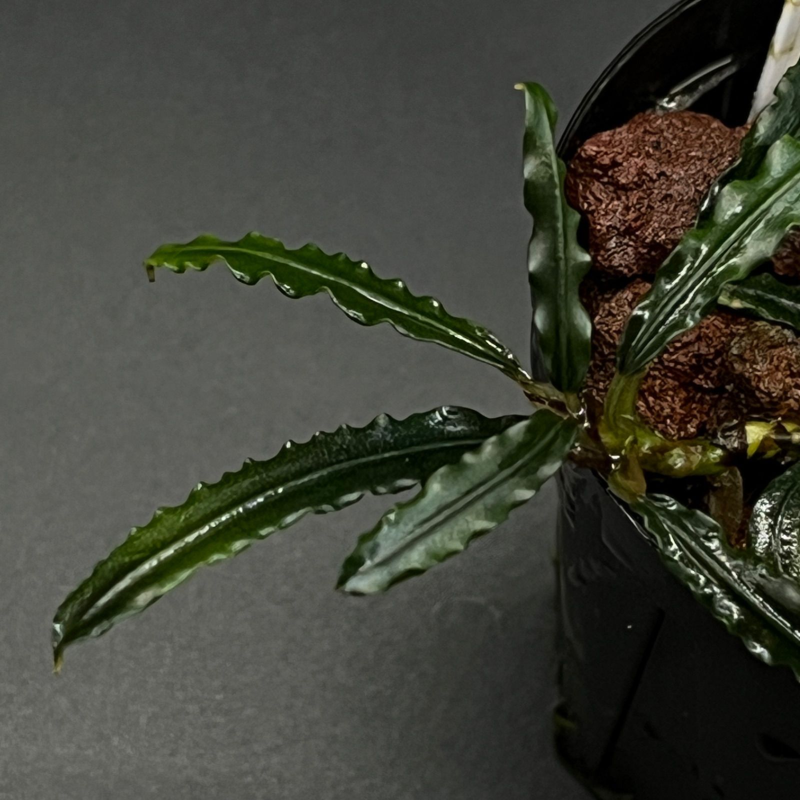 Bucephalandra sp. Sekadau1 Kab.Sekadau TB ブセファランドラ スカダウ1