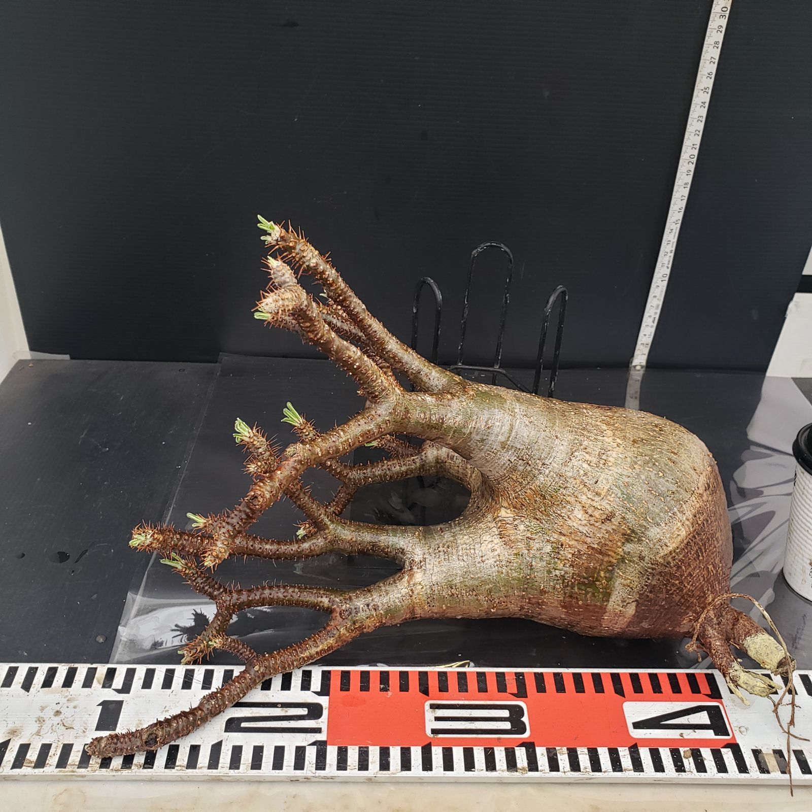 グラキリス 発根済 現地 グラキリス 現地球 発根済み 良形 ② 最終値引き