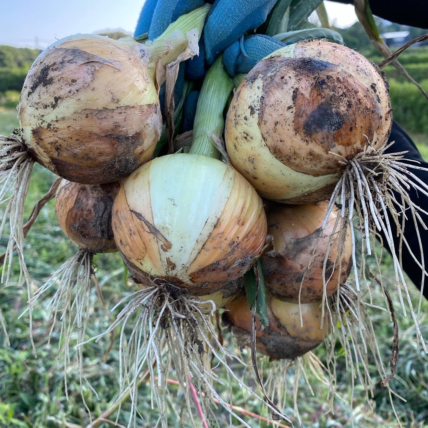 淡路島『歩』玉ねぎ　3kg【兵庫県淡路島産】