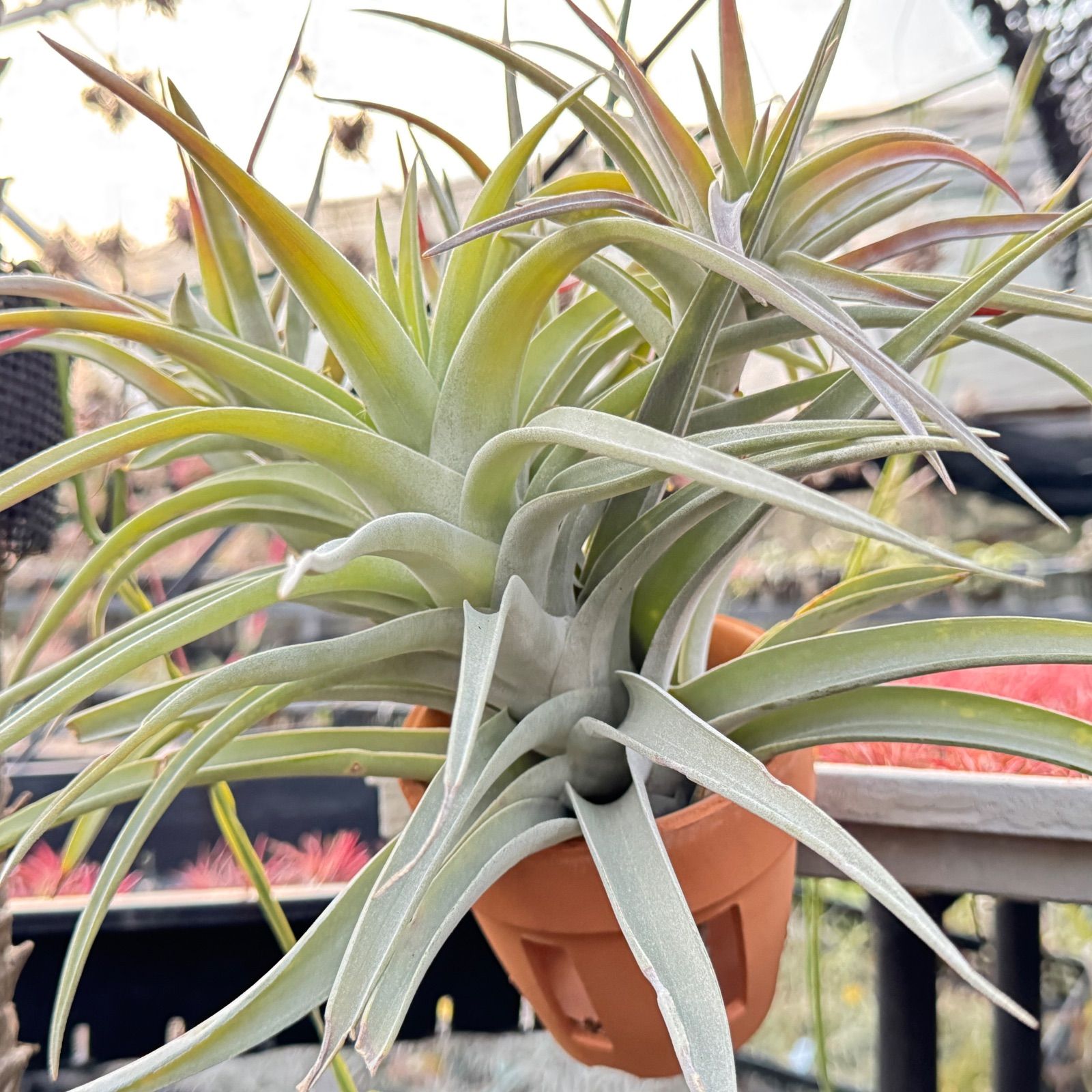 チランジア ハリシー × キセログラフィカ Tillandsia harrisii