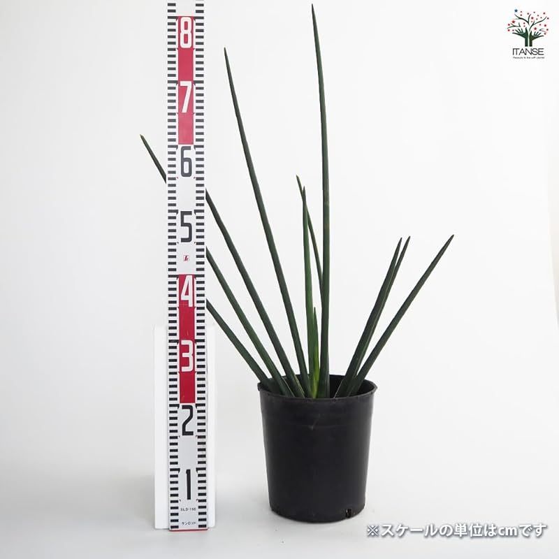 タイプ リュウケツジュ科