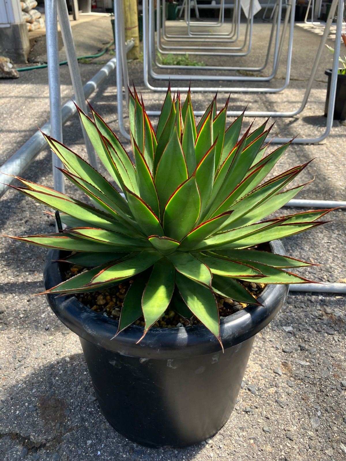 アガベ パリー ホーチエンシス 実生株A アガベ パリー吉祥天