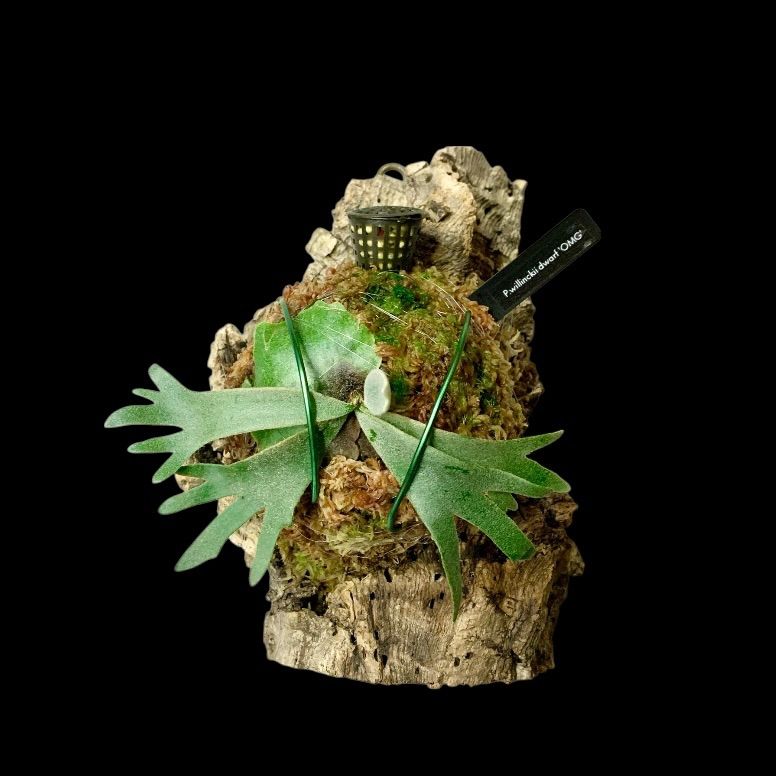 人気のドワーフ | P. willinckii 'OMG' | コルク板付 コルク