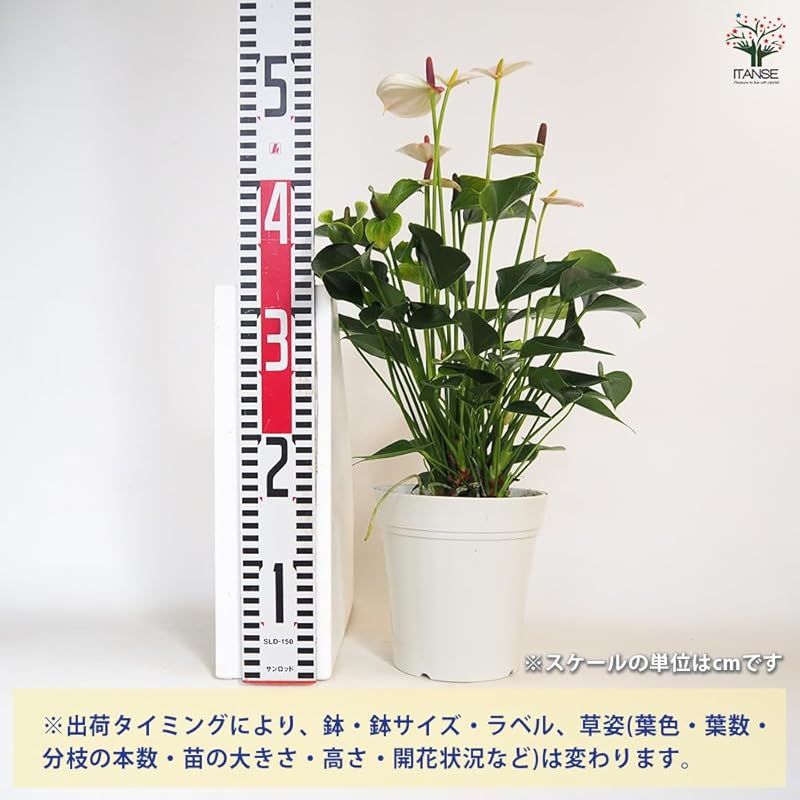 多年草