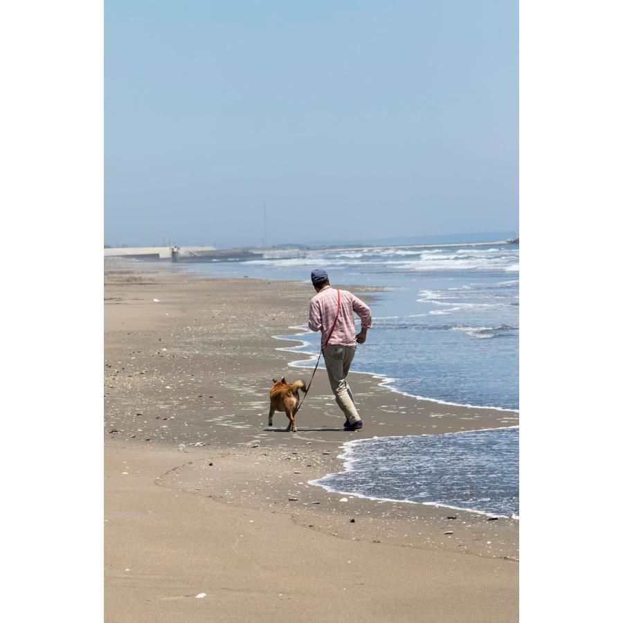 海辺の犬。 トシさんとララの物語 - メルカリ