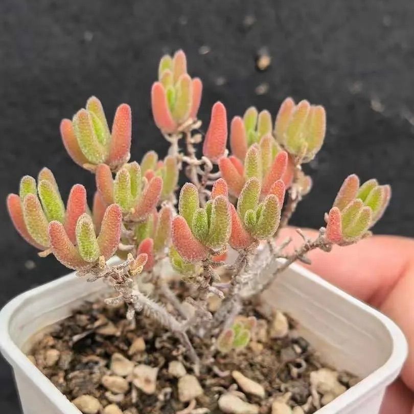 新入荷 多肉植物 ドロサンテマム キラキラ アイスオレンジ 抜き