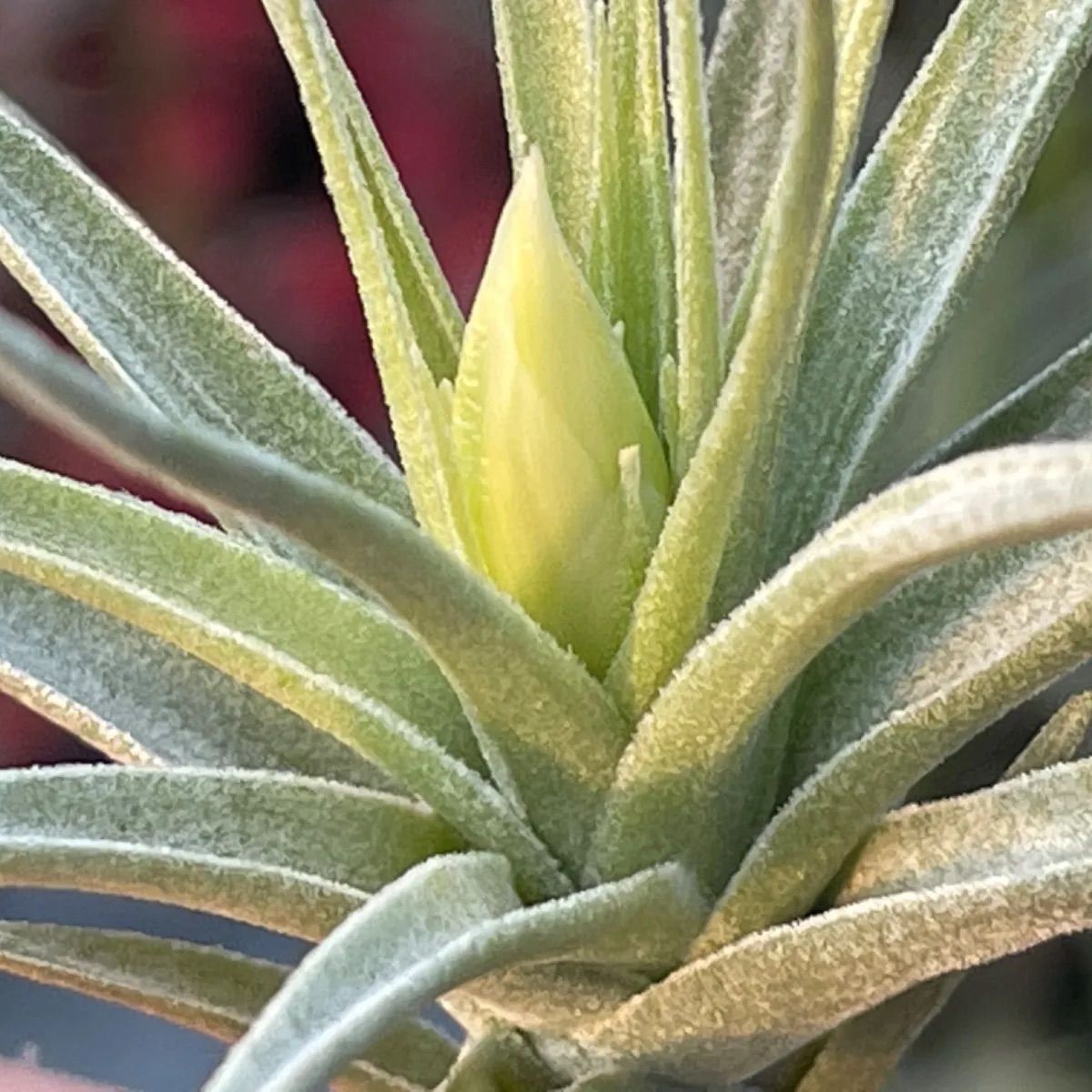 花芽＊チランジア アエラントス アルバ (白花)Tillandsia aeranthos var. alba＠フラワーショップ江口 - メルカリ