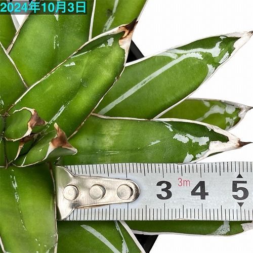 アガベ ビクトリア レジーナ(姫笹の雪) 4号 個体A 多肉植物 インテリア 