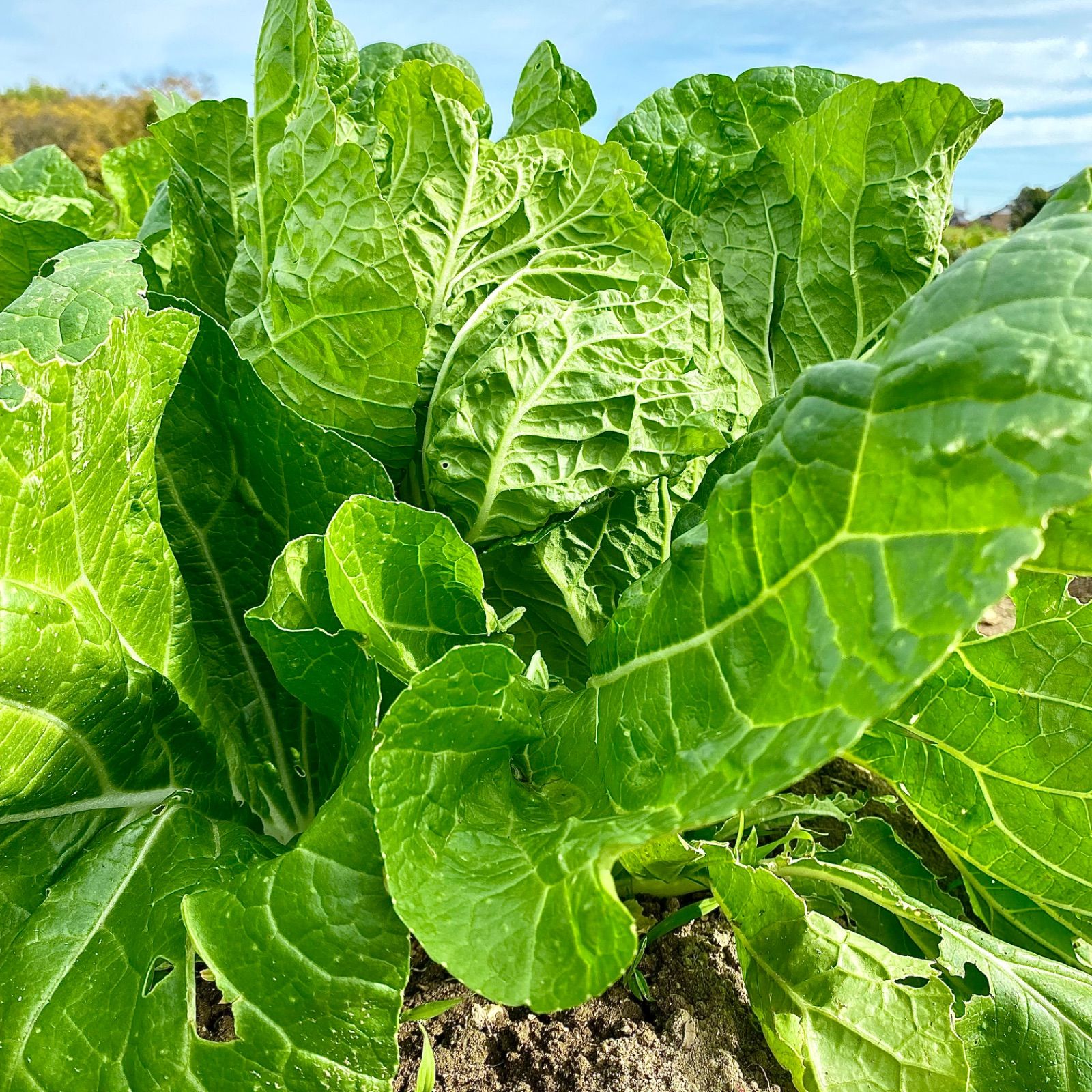 まみつわん様専用 野菜セット100サイズ 野菜詰め合わせ - メルカリ