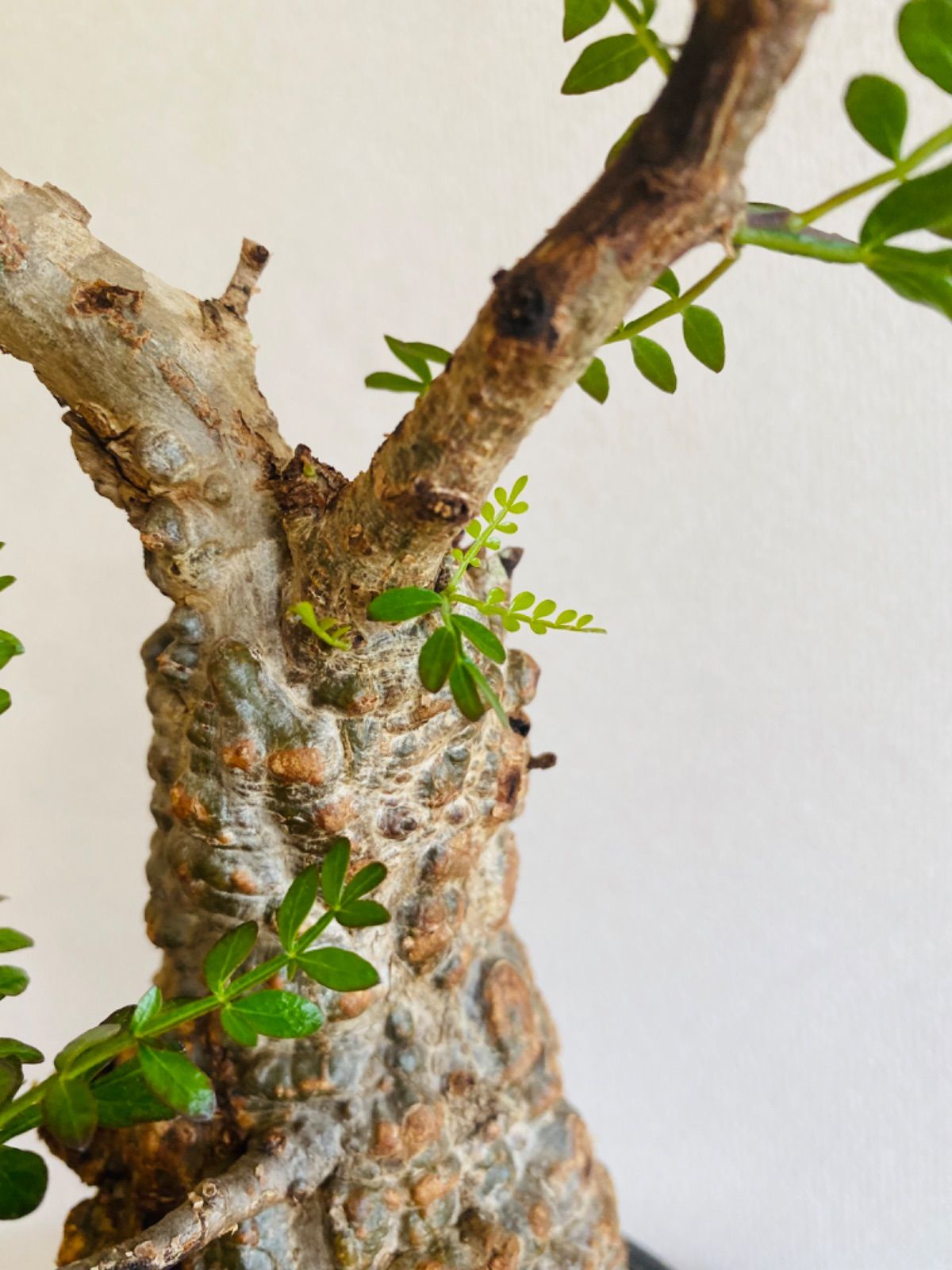 オペルクリカリア パキプス 現地球 発根済み チビプス 赤肌&緑肌