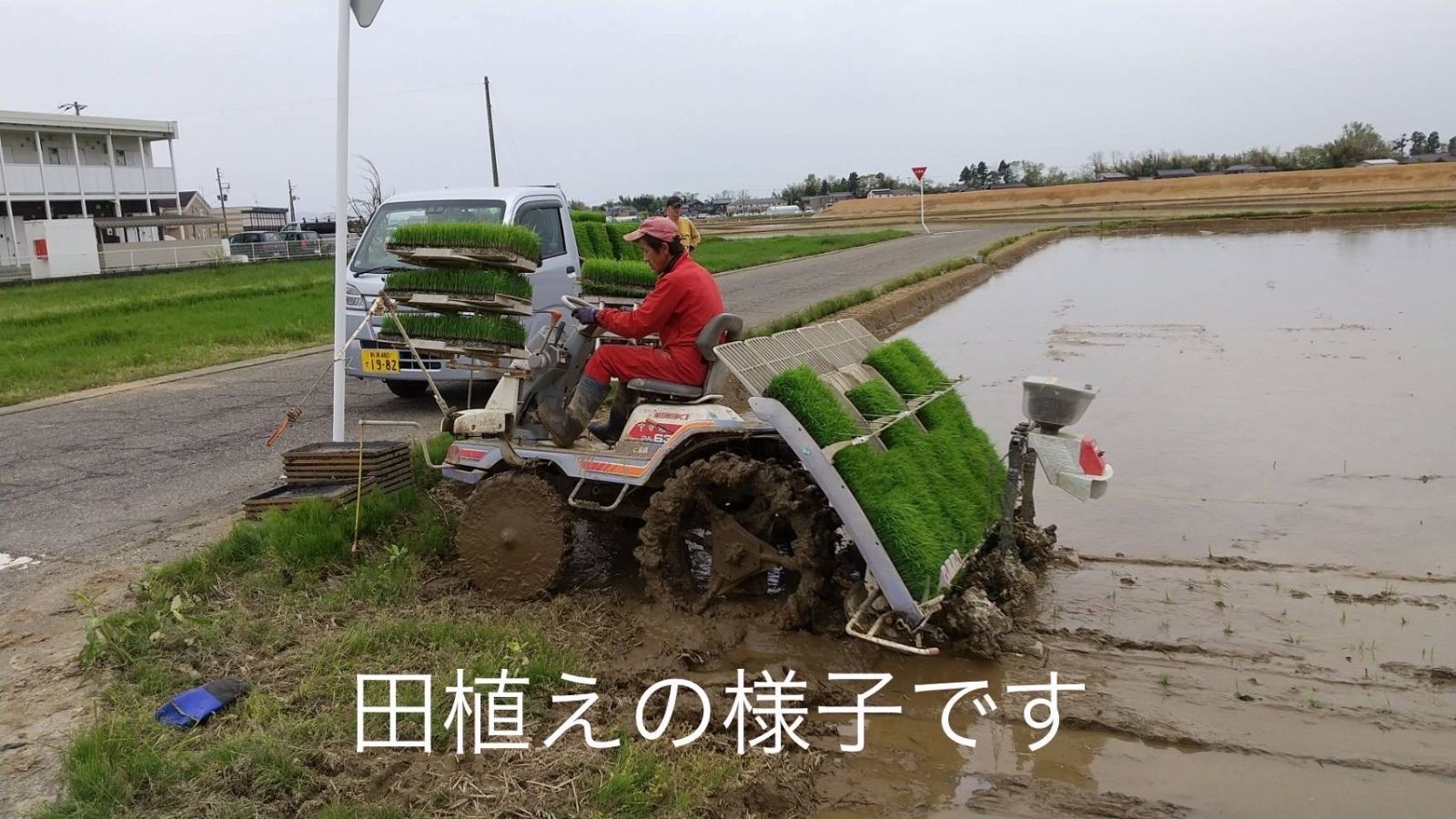 新之助 20㌔玄米