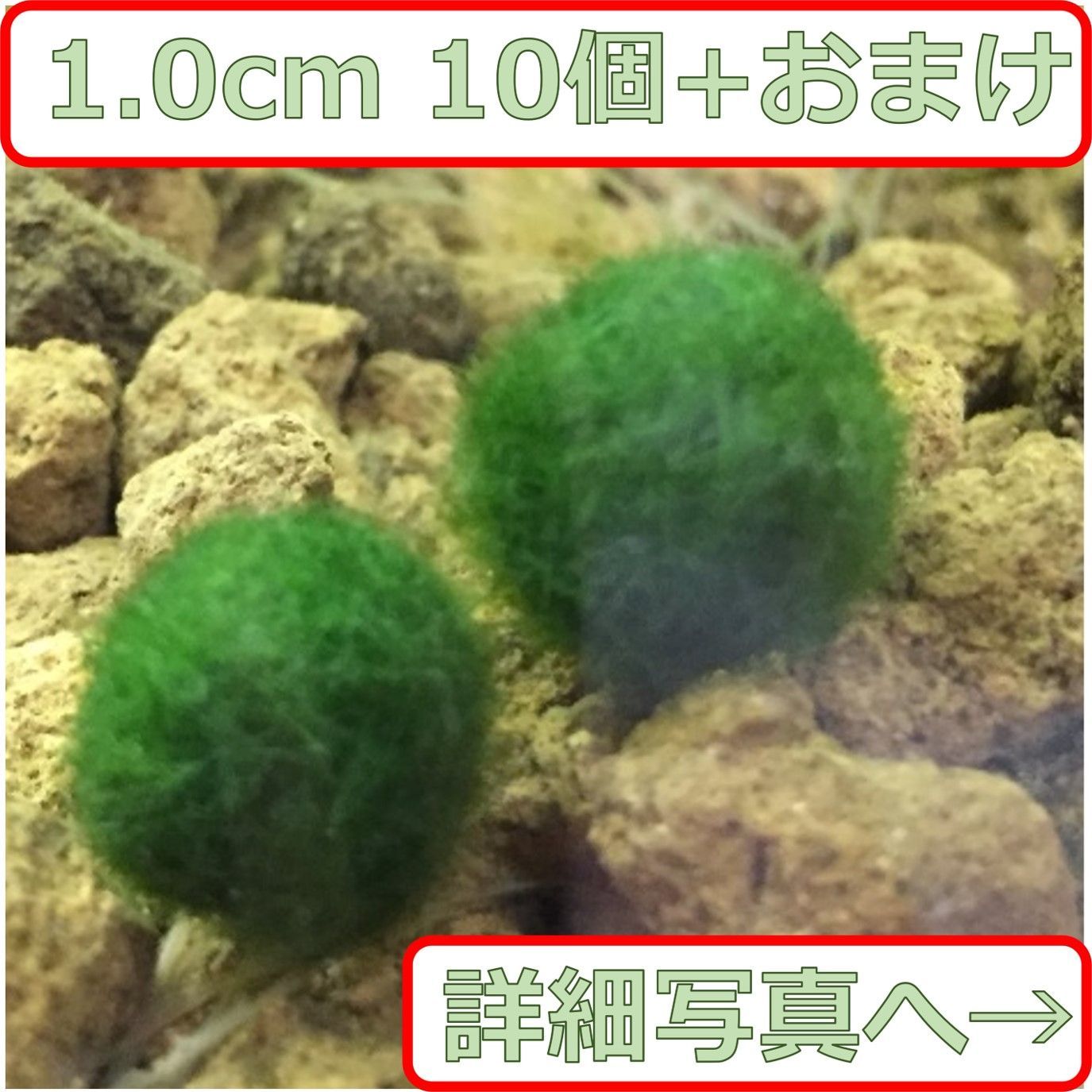 国産まりも1.0cm 10個 おまけ付き 無農薬 - メルカリ