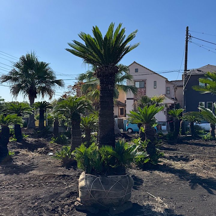 ソテツ 2.6m 園芸ネット本店｜ソテツ：金環ソテツ 6号鉢植え の通販