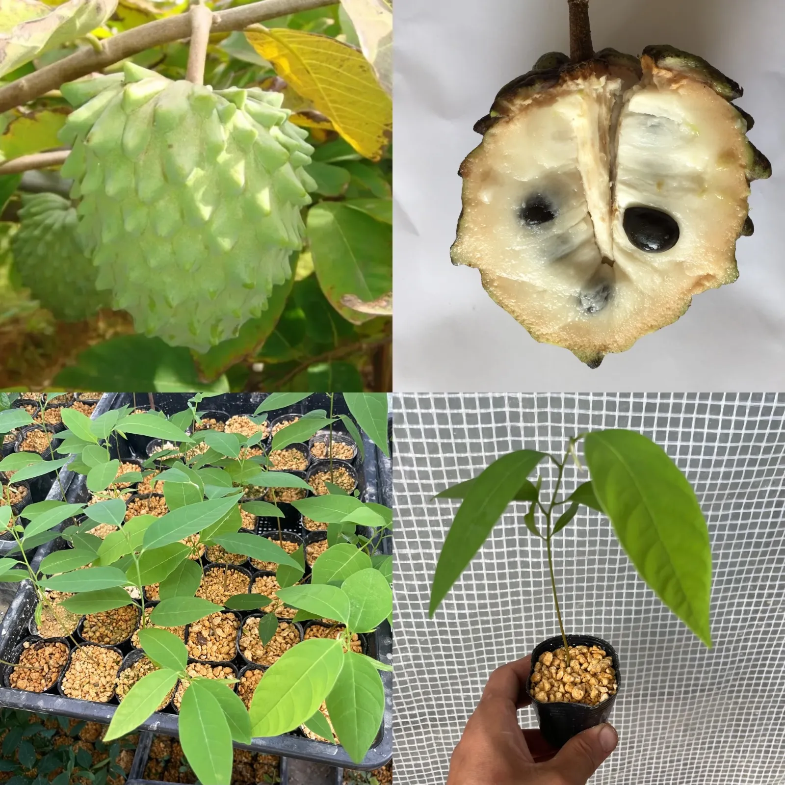 2026年最新】チェリモヤ苗の人気アイテム - メルカリ