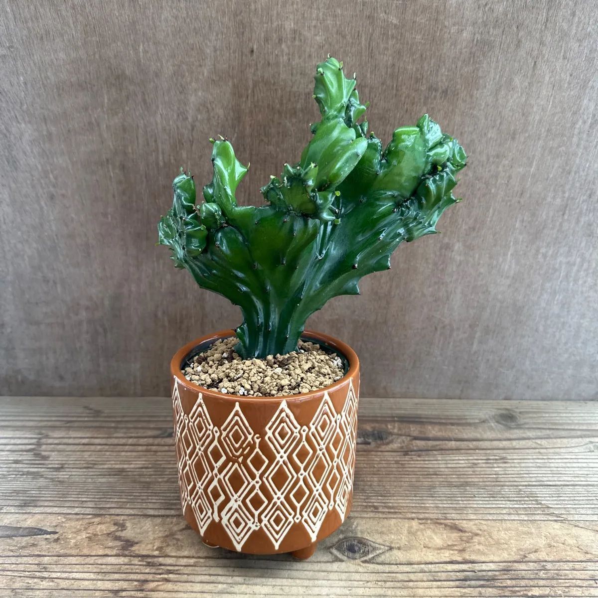 ユーフォルビア ラクテア 綴化 陶器鉢茶 Euphorbia lactea 観葉