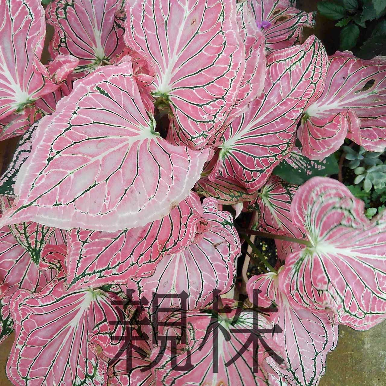 カラジウム ピンクシンフォニー – 武農園