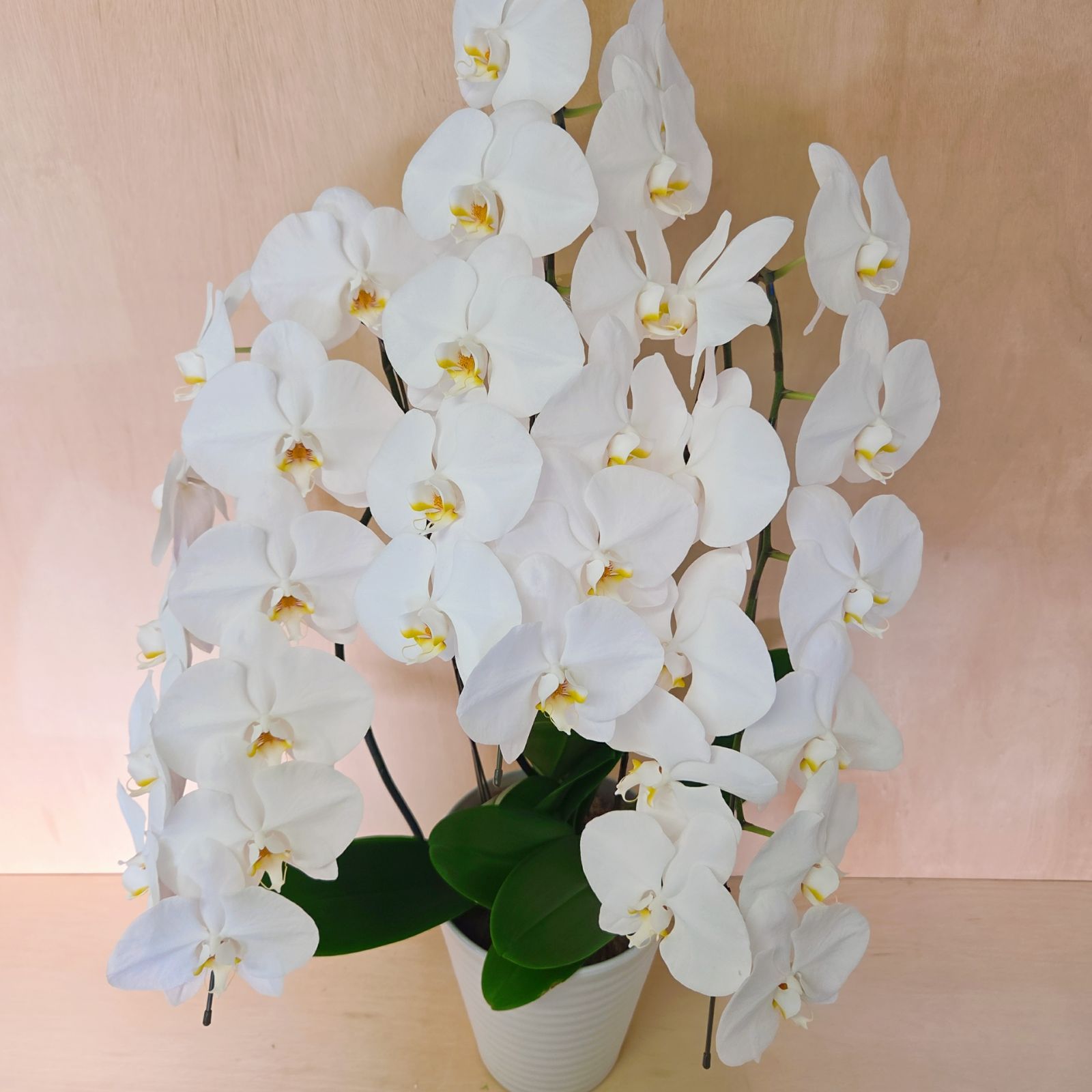 胡蝶蘭 白 1鉢 100cm超え 大きいサイズ
