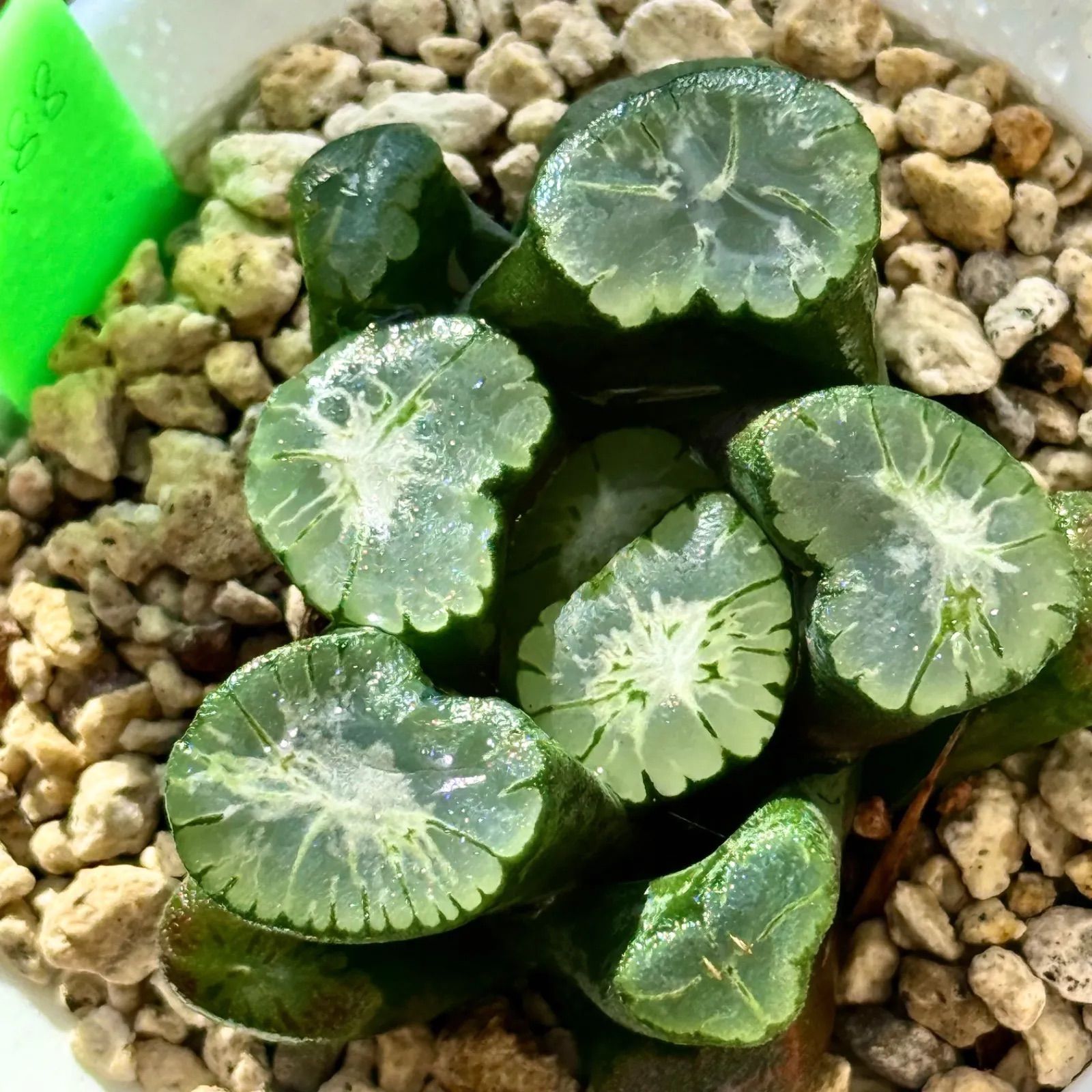 ゆ*介様 2025実生苗セットu 4センチポット 2025年7月 高知県のゆず