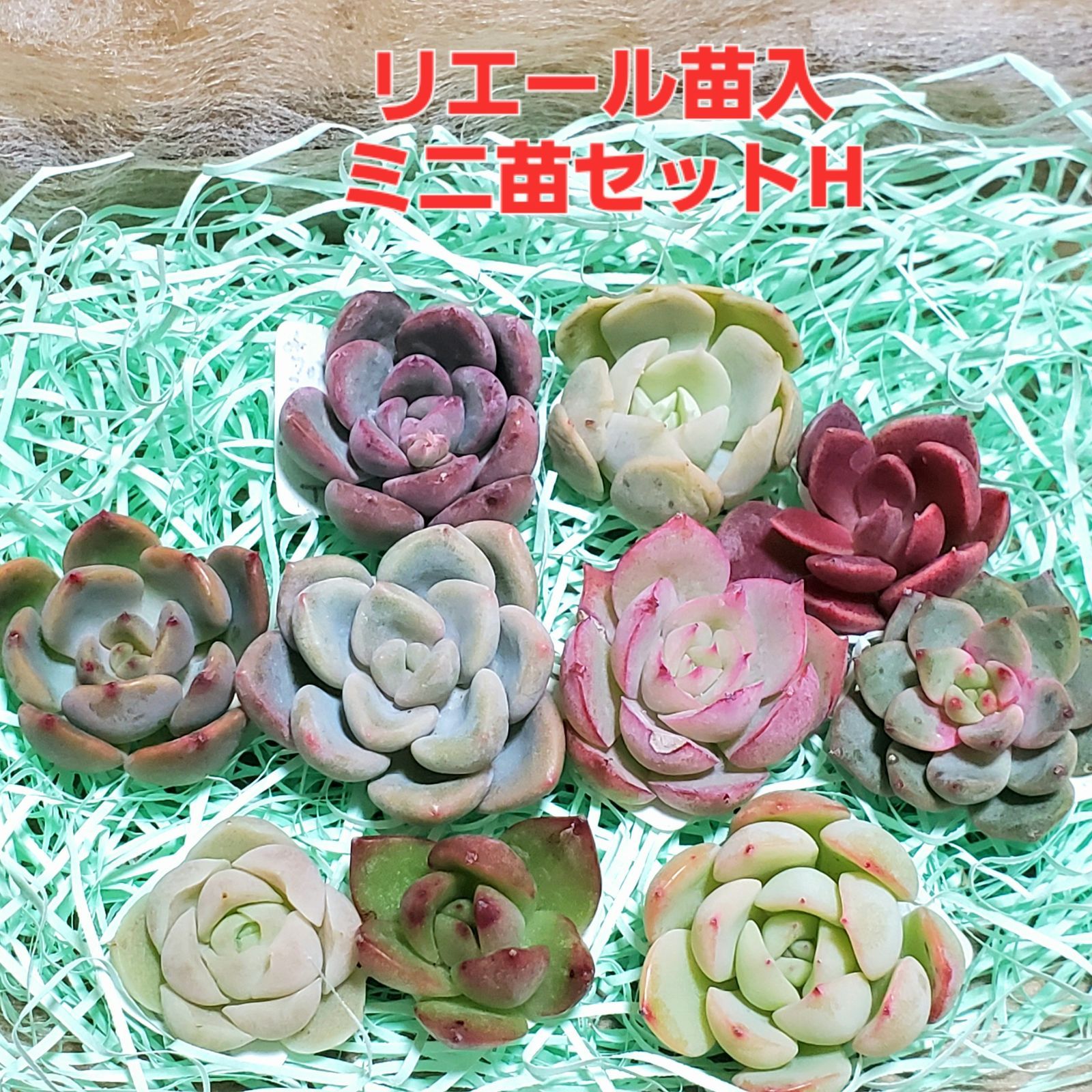 多肉植物 カット苗セット 寄せ植えセット らくらくメルカリ便発送