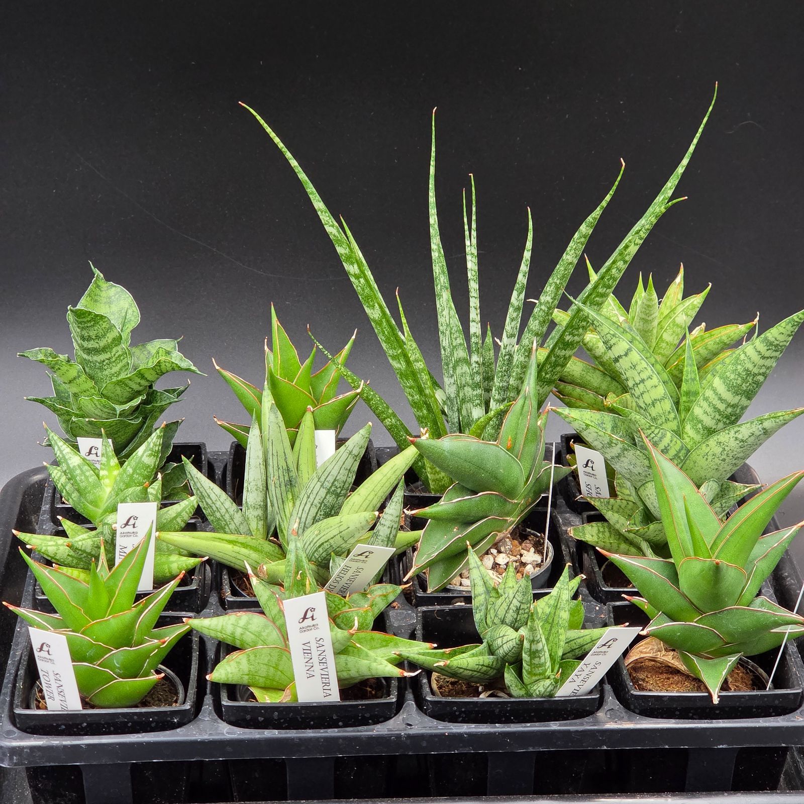 激レア希少種レア品種極上斑コレクション苗サンスベリアボンセレンシス 斑入りSansevieria / 優良株ロブスタピングイキュラ バナナSA(3) 超希少種 サンスベリア ロリダ 斑入りSANSEVIERIA RORIDA Lavranos