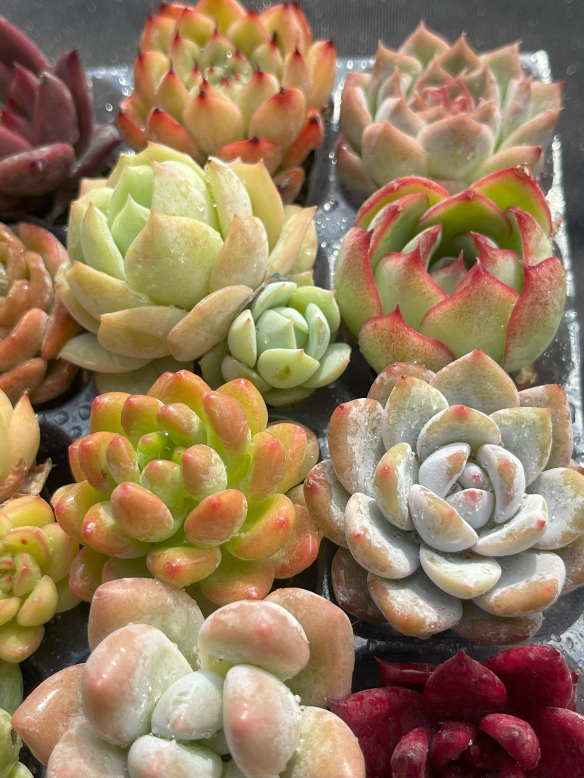特大❣️豪華根付き韓国苗寄せ植え❣️ 多肉植物 寄せ植え 韓国苗 特大 - メルカリ