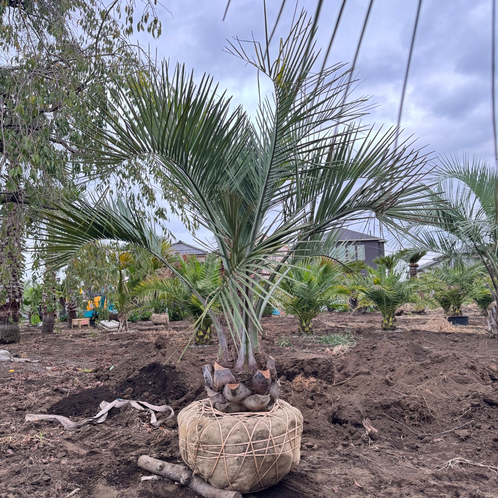 激安】2.3m 幹太 ココスヤシ - メルカリ