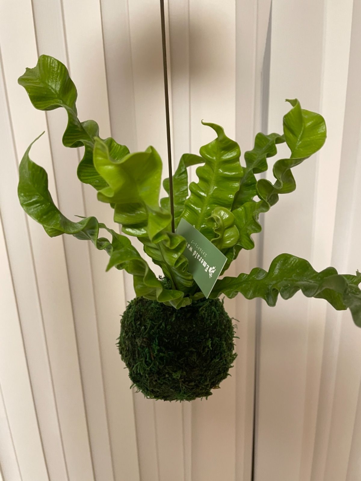 アスプレニウム エメラルドウェーブ 苔玉 メルカリshops
