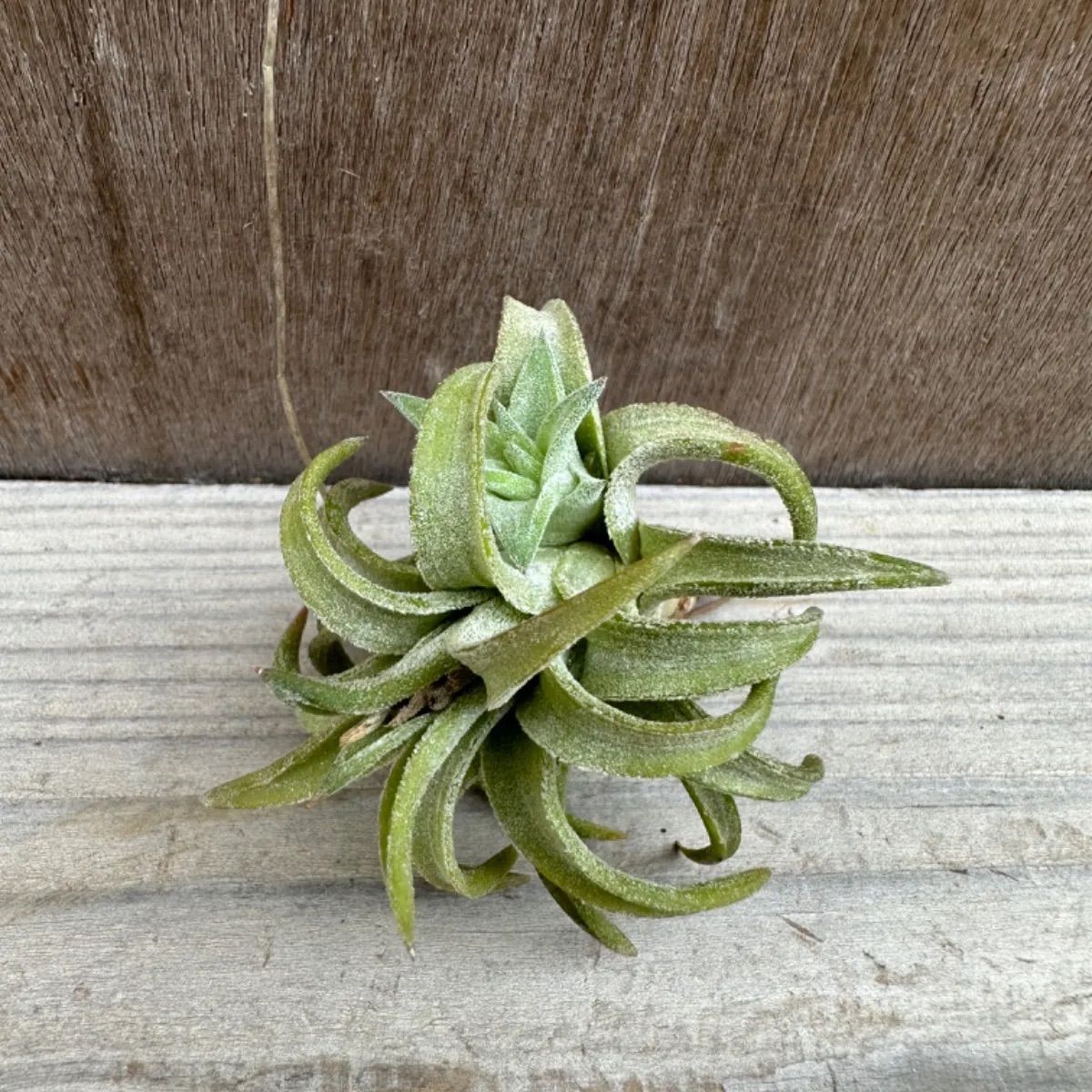 チランジア イオナンタ バンハイニンギー ジャイアント② Tillandsia ionantha var.vanhyningii giant  ティランジア エアプランツ エアープランツ 現品 観葉植物 観葉 植物 珍奇植物 珍奇 珍しい レア 希少 ハンギング - メルカリ