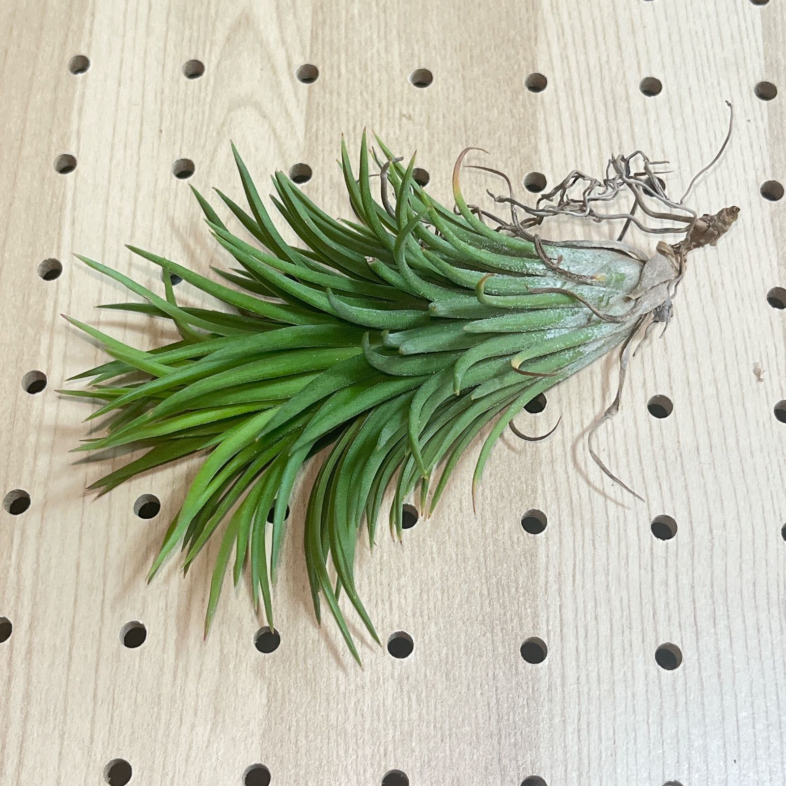 Tillandsia Ionantha Monkey Tail 速達発送 ionantha Monkey Tail #airplant #tillandsia #植物のある暮らし