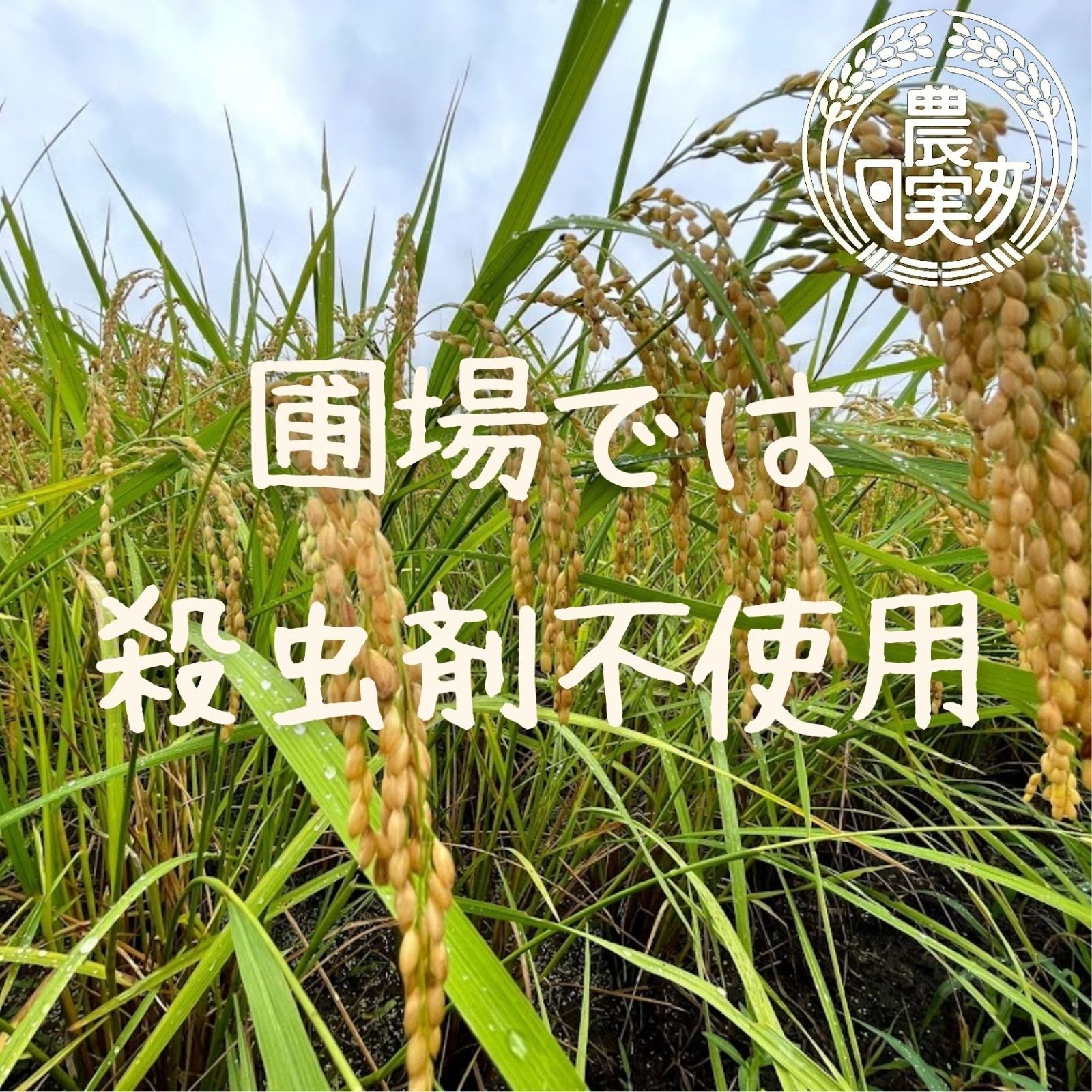 農業学校の【コシヒカリ】玄米30kg　令和4年産新米　お米　コシヒカリ30キロ-6