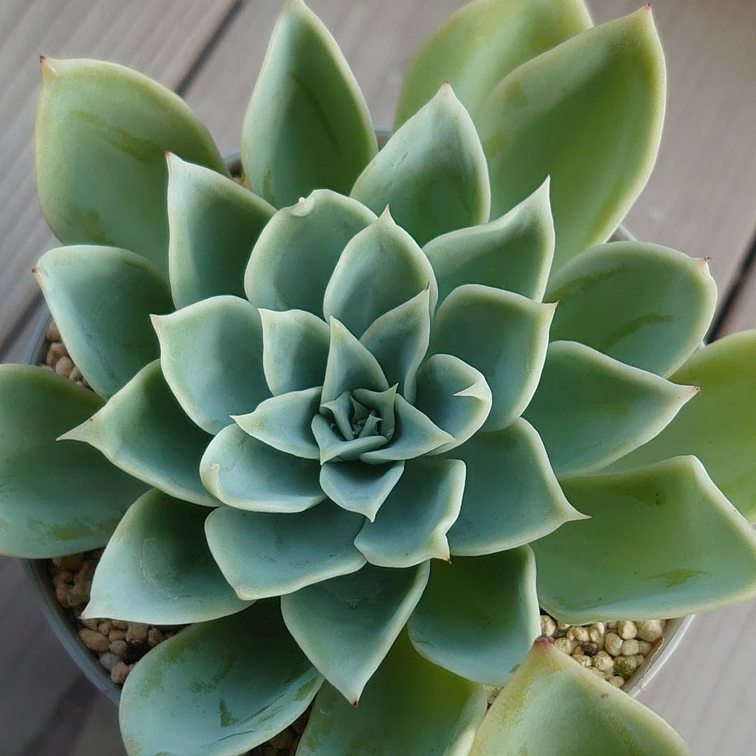 多肉　パンジー　抜き苗 多肉植物 パンジー 抜き苗(微根)2ポットセット(1) - メルカリ