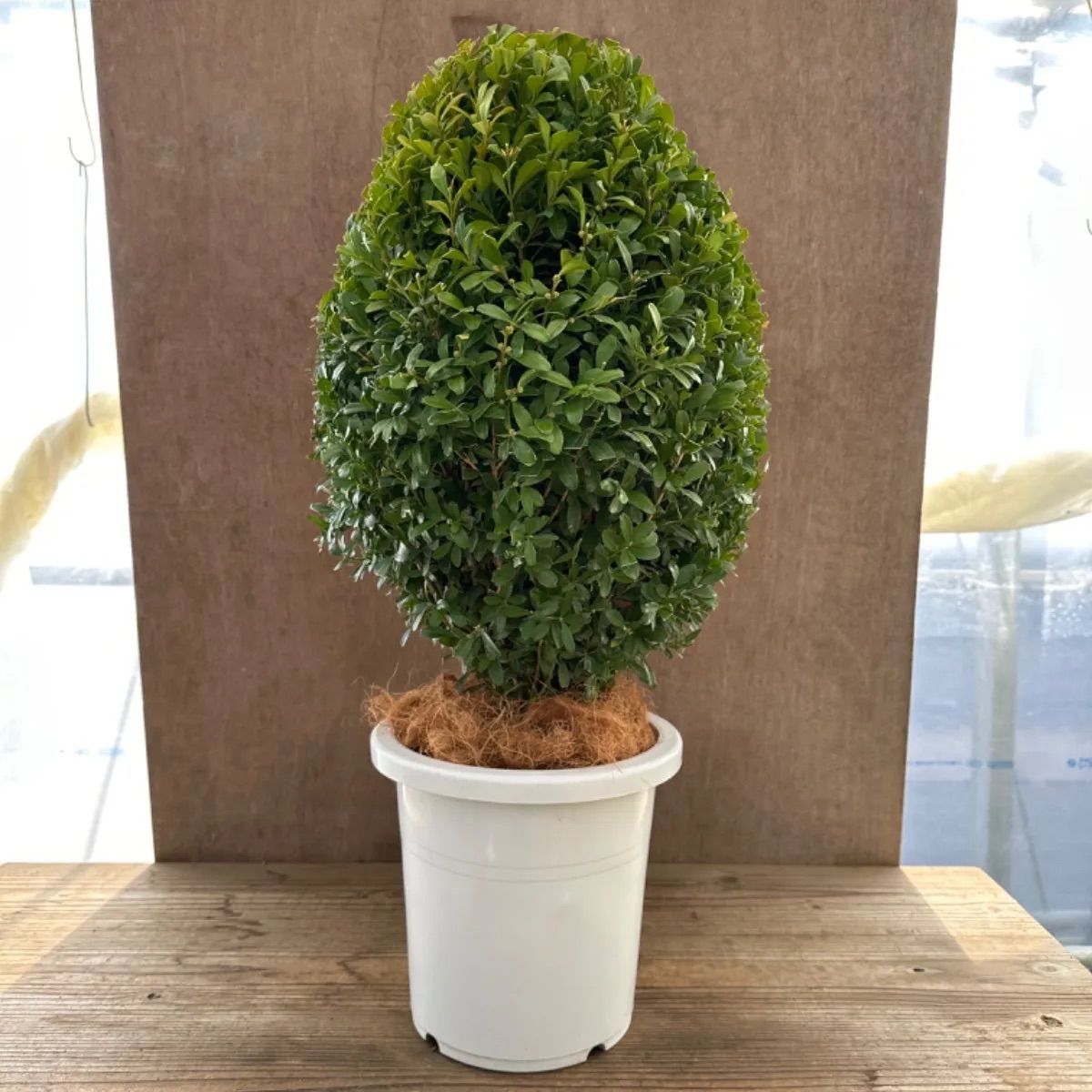 サンプル】ツゲ ウィンタージェム ハート ８号鉢 1本 観葉植物 観葉 植物 レア 希少 インテリア プレゼント かわいい おしゃれ グリーン  おすすめ 開店祝い 新築祝い 庭木 植木 盆栽 鉢植え ギフト 贈り物 ツゲの木 トピアリー ハート仕立て - メルカリ