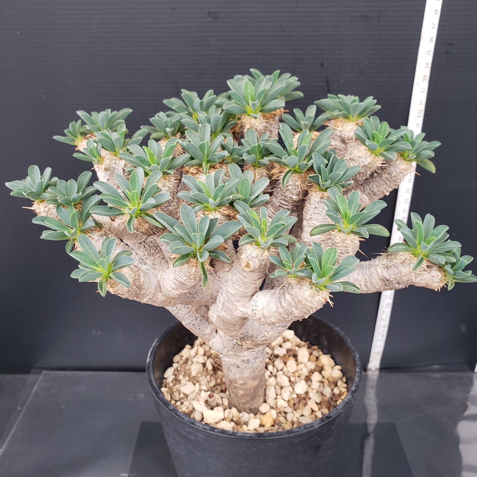ユーフォルビア ギラウミニアナ 現地球 美株 ユーフォルビア ギラウミニアナ〈現地球〉 | N collect plants