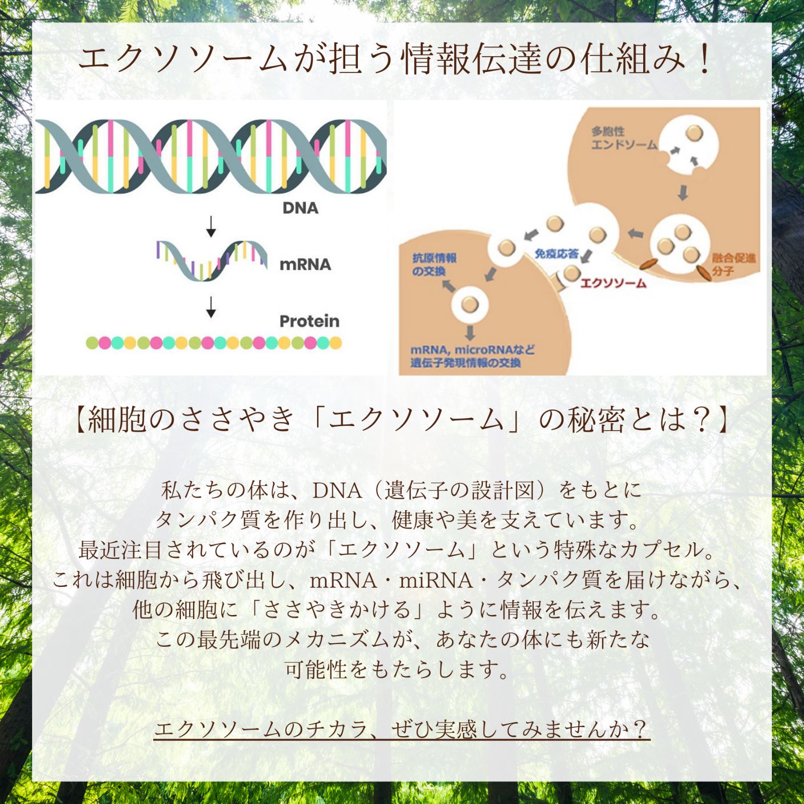 純粋な自然の力で全身をリフレッシュ