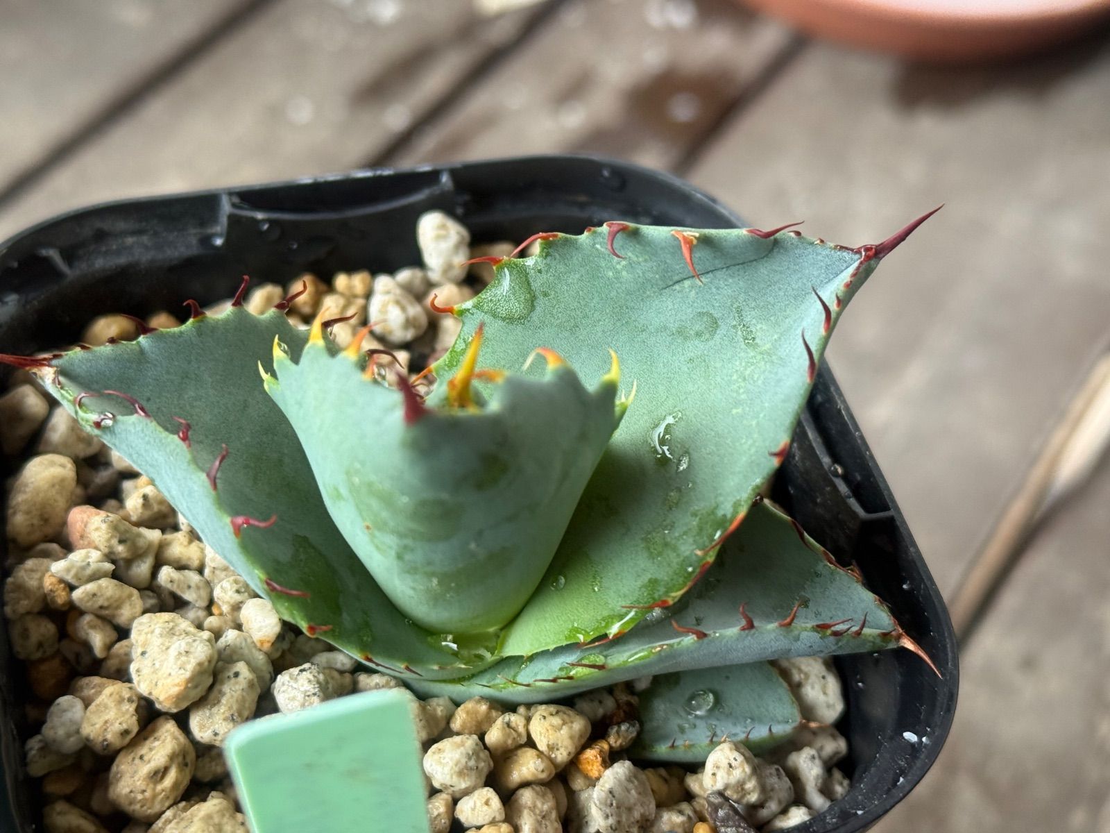 アガベ ハイブリッド チタノタ✖️イシスメンシス 子株 - メルカリ